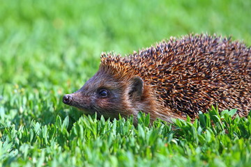 Hedgehog