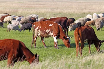 Crédence de cuisine en verre imprimé Vache Livestock
