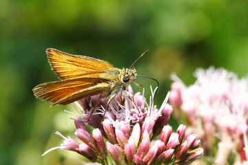 Karłątek leśny - Thymelicus sylvestris