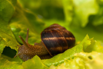 Snail [helix pomatia] eating and crawling on lettuce leaf