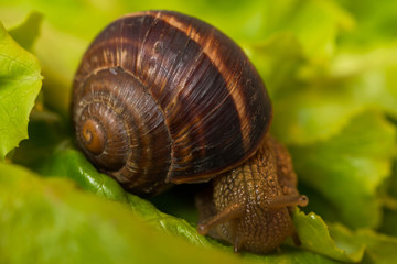 Snail [helix pomatia] eating and crawling on lettuce leaf