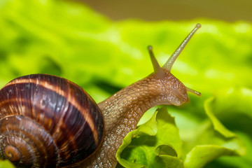 Snail [helix pomatia] eating and crawling on lettuce leaf