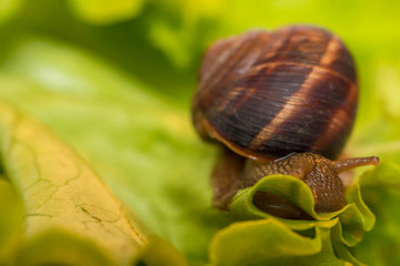 Snail [helix pomatia] eating and crawling on lettuce leaf