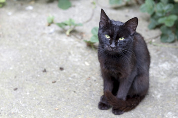 black cat standing on the way