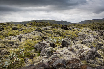 Iceland, moss musk landscape, wild nature