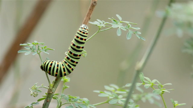 Papilio machaon butterfly caterpillar timelapse