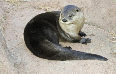 A River Otter Dries Out on a Rock