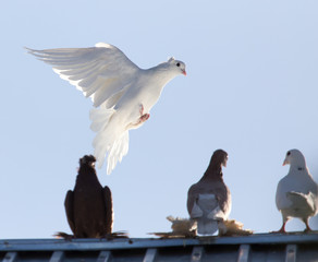 pigeons on the roof