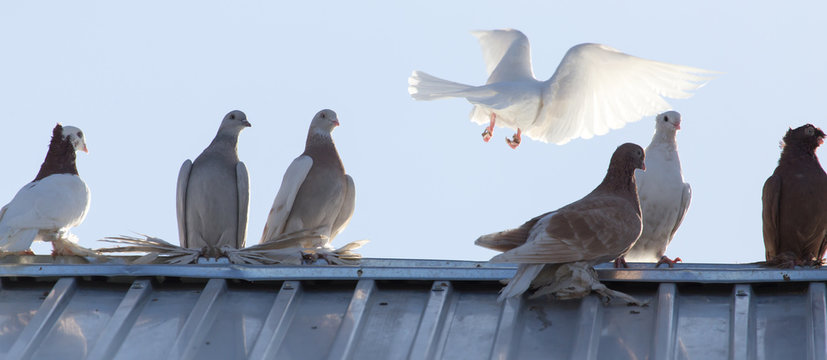 Pigeons On The Roof