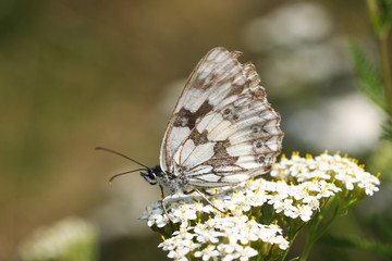 Polowiec szachownica - Melanargia galathea