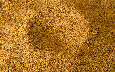 rice seed