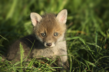 Red fox cub