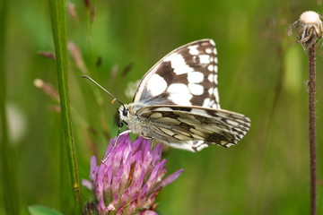 Polowiec szachownica - Melanargia galathea