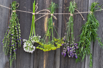 Freshly harvested herbs hanging and drying © Alusha