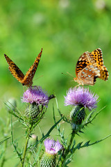 Blue Ridge Mountains 17