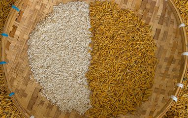 rice seed