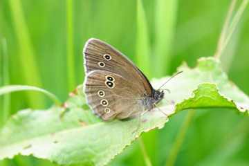 Przestrojnik trawnik - Aphantopus hyperantus