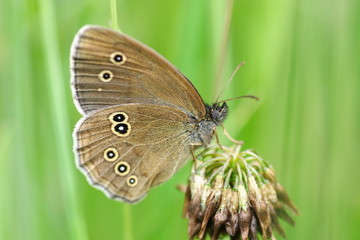 Przestrojnik trawnik - Aphantopus hyperantus