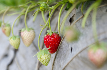 Strawberry fruits on the branch