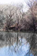 Obraz premium Bare trees on the lake