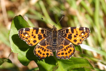 Araschnia levana
