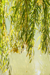 willow branches on the nature © schankz
