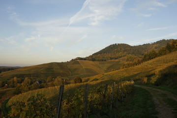 Naklejka premium vineyard in autumn