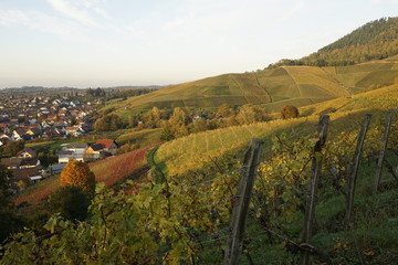 vineyard in autumn