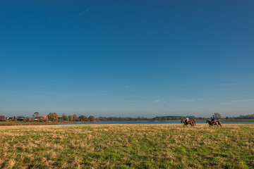 Fototapeta premium Horsemen in the golden field of grass, Autumn