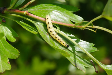 Yponomeuta cagnagella
