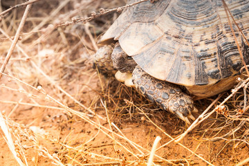 Turtle on the ground