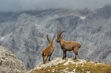 Male Ibexes posing in front of Mount Triglav North Wall