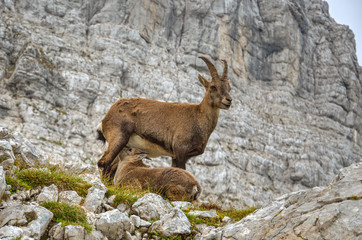 Female ibex feeding a cub in the mountains