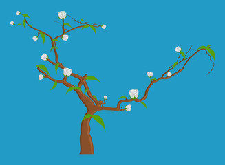 White Flowers Branches Vector Illustration