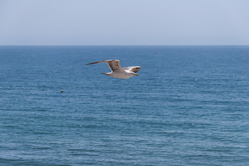 Sea gull in the sky