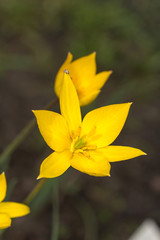 yellow tulip