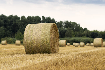 Fototapeta premium Strohballen auf gemähtem Feld 00214