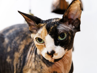 Rear sphinx cat with different colors skin