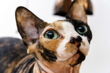 Rear sphinx cat with different colors skin