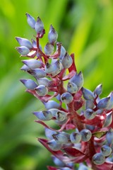 Blue Tango Aechmea Bromeliad Flower