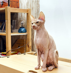 Beautiful pink sphynx cat portrait