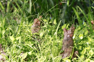 Lizard sunbathing - Fairchild Gardens