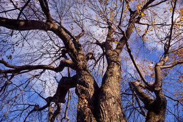 Fototapeta na wymiar Large tree with bare branches and some orange leaves