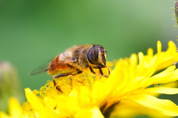 Eristalis tenax