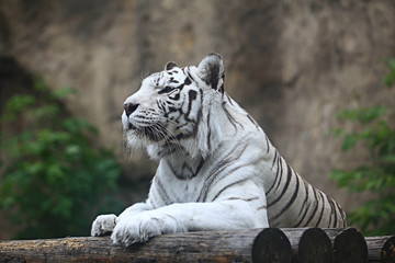 White albino tiger