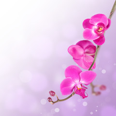 Fototapeta na wymiar Floral abstract background, orchids isolated on white