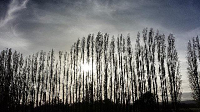 Pappelb&auml;ume ohne Bl&auml;tter