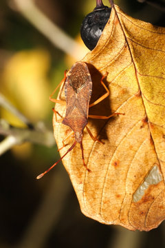 Coreus marginatus