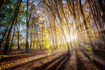 Fototapeta premium Sonnenstrahlen im Herbstwald