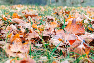 Yellow, orange and red autumn leaves